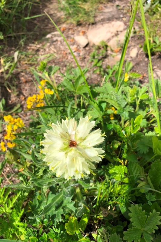 photo prise par nathalie: Campanule Thysoide