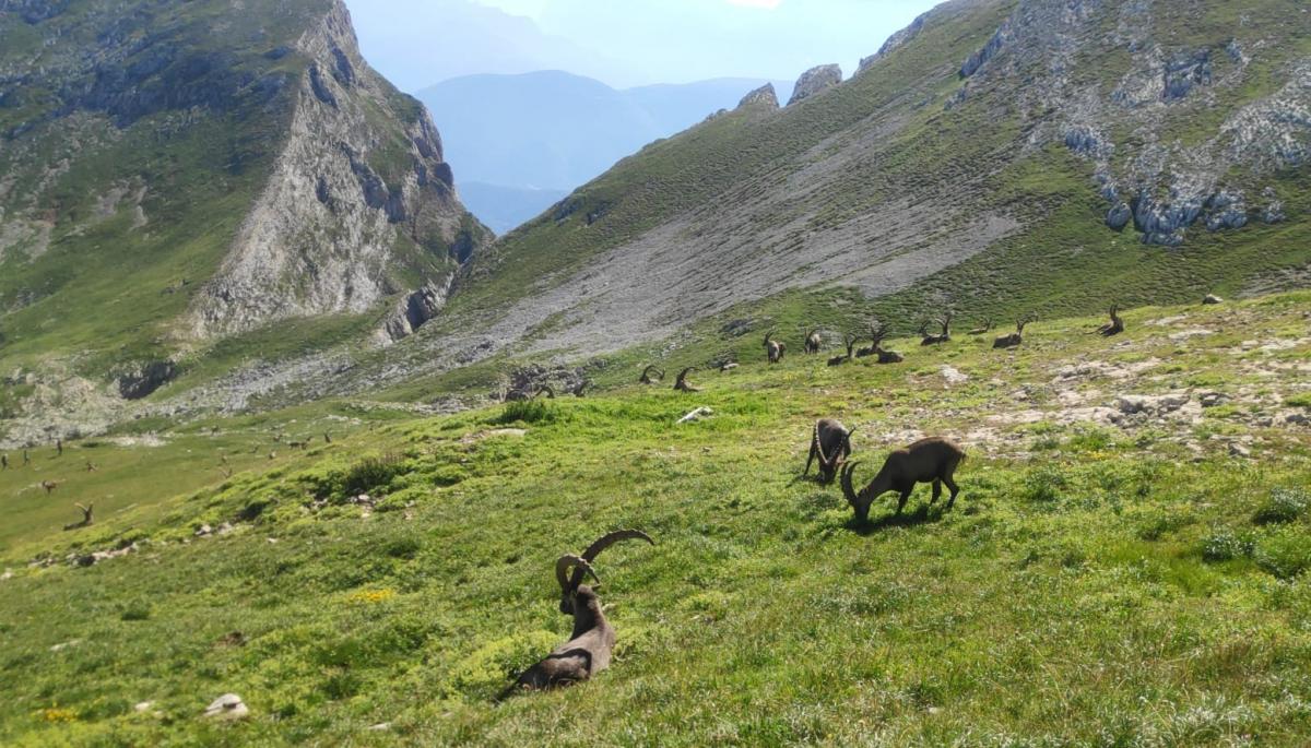 Col des 2 soeurs, Bouquetins,