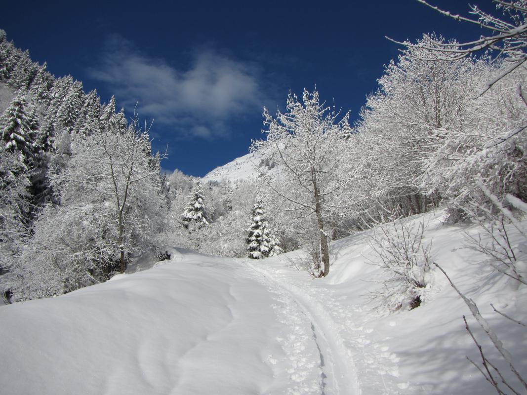 La neige immortalise la végétation